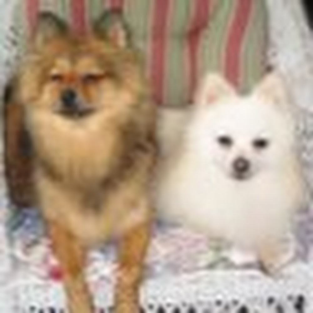 Meet your Posher, Ann